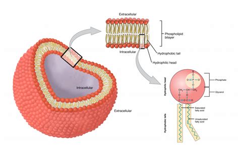 Cell membrane – Basic Human Physiology