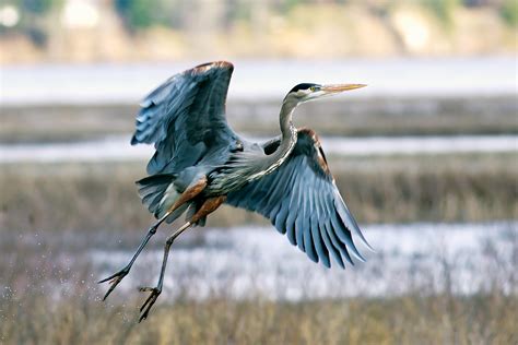 Great Blue Heron Fun Facts - Grit