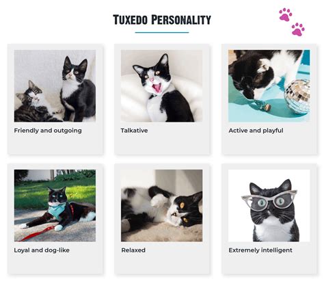 10+ Facts About Tuxedo Cats [Personality, History, Health & More]