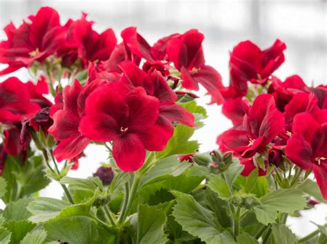 Pelargonium – Geraniums – Garden