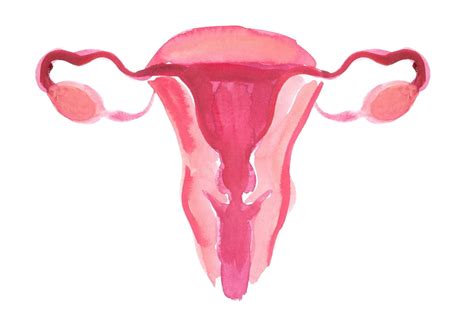 Septate uterus: symptoms, causes, treatment | IVI Fertility