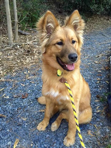 Rough Collie German Shepherd Mix - My adorable Border Collie & German ...