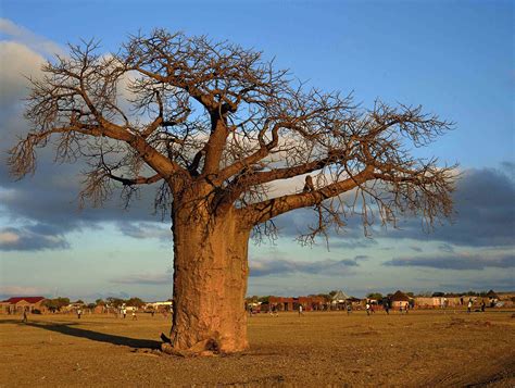 Baobab Trees | Weird trees, South africa travel, Baobab tree