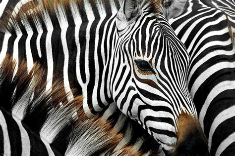 Zebra stripes not for camouflage, new study finds | University of ...