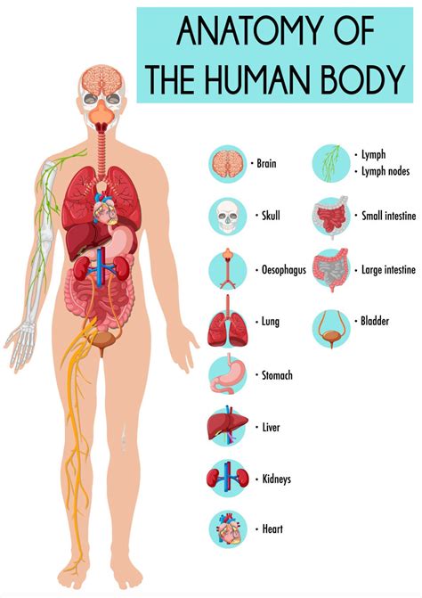 Poster Educational Learning Anatomy of the Human Body Organs Etc ...