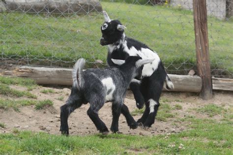 Baby Goats - Playing 3 by gaothaire on DeviantArt