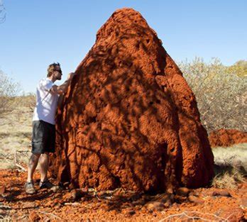 Mound-Building Termite Facts | Insects in Education