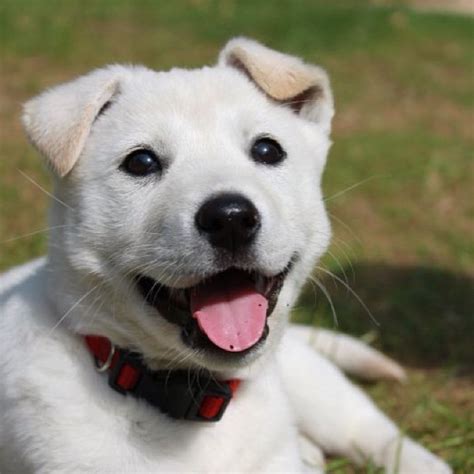 Jindo Dog Breed Info: Pictures, Personality Facts Hepper, 53% OFF