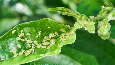 How to get rid of aphids: tips to prevent them from ruining your plants ...