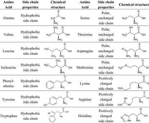 Amino Acid Chain Structure