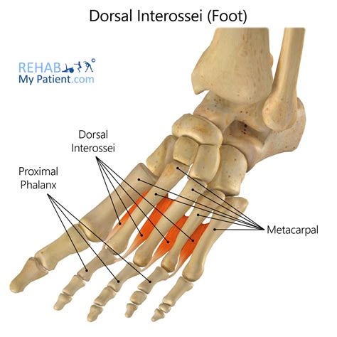 Foot Muscle Plantar Arch Anatomy