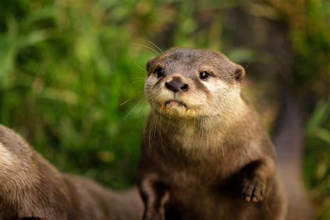 Orkney Wildlife - Learn what to look for and where: Wilderness Scotland