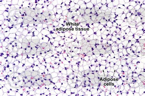 Rat. Unilocular adipose tissue. Transverse section. 125X - Unilocular ...