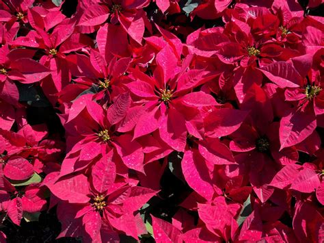 December Birth Month Flowers: Narcissus, Poinsettia, and Holly - Petal ...