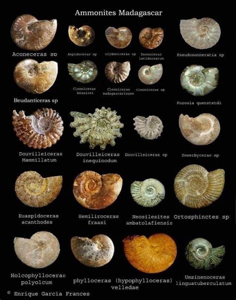 Pin by Worawan Ruangprachum on GAMSTONE | Ammonite, Prehistoric, Rocks ...