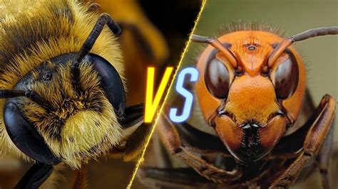 Wasp Vs Bee