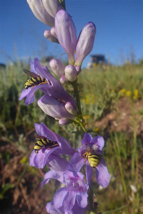 Pollen Wasps - Colorado Native Plant Society