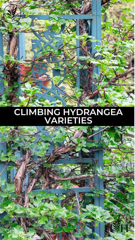 10 climbing hydrangea varieties 🌿 🌼 A comprehensive guide to choices