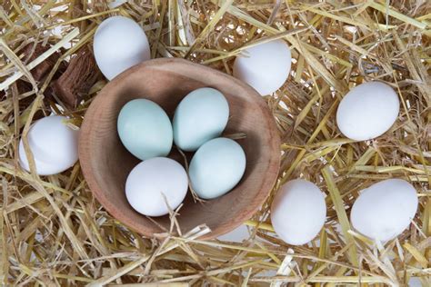 When Do Araucana Chickens Start Laying Eggs? (Facts & Tips) - Chicken ...