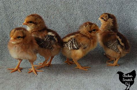 How to Identify Chick Breeds | Day old chicks, Americana chickens, Pet ...