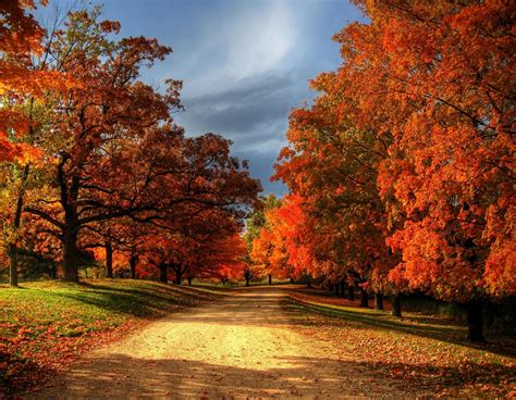 30+ Most Beautiful Images Of Autumn Leaves For You