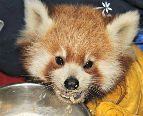 Feeding Time for Red Panda Cubs | Red panda, Baby animals pictures ...