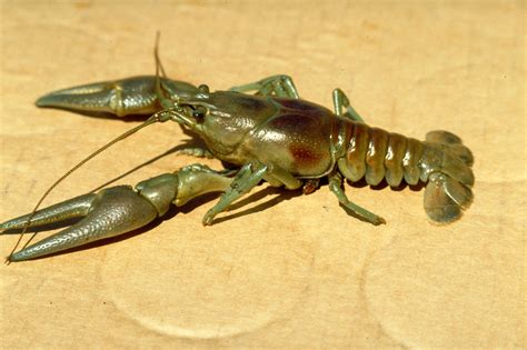 Crayfish | Lake Stewards of Maine