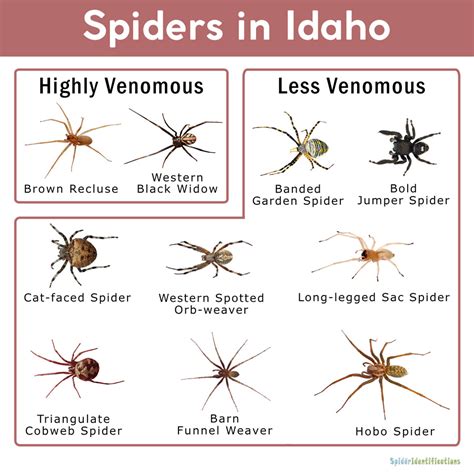 Spiders in Idaho: List with Pictures