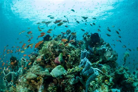 Cara Nak Penyimpanan Karangan Laut Yang Betul