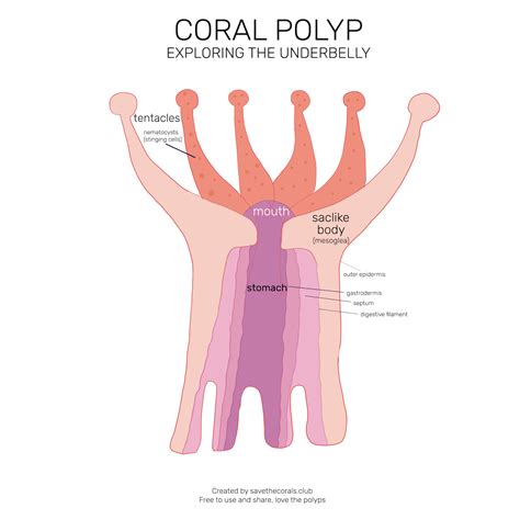 Coral Polyp Anatomy