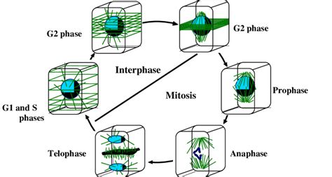 Microtubules In A Cell Diagram