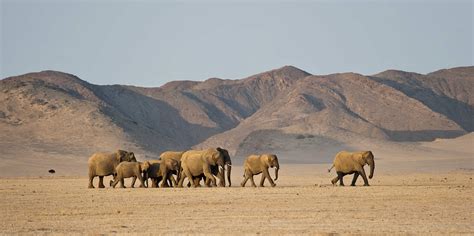 Namibia’s Incredible Desert Adapted Animals