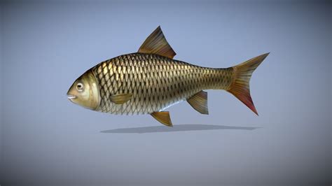 FISH ANIMATED - Buy Royalty Free 3D model by Bilal Creation Production ...