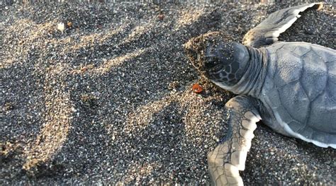 Sea Turtle Conservation in Mexico | Projects Abroad