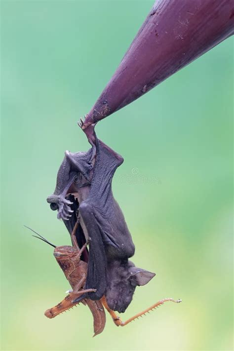 Flying Mammal Hanging on Tree, Bat Eating Fruit, Banana Tree , Stock ...