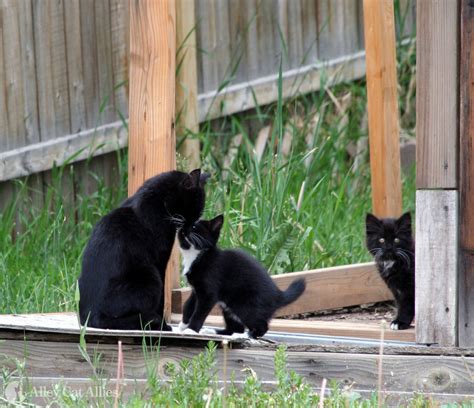 Mother (Mom) Cat with Kittens: TNR Scenarios | Alley Cat Allies