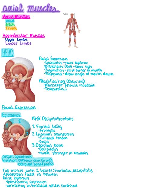 Axial Muscles - ÉÉH Muscle IFENG MusclesfEAI FacialExpression ...