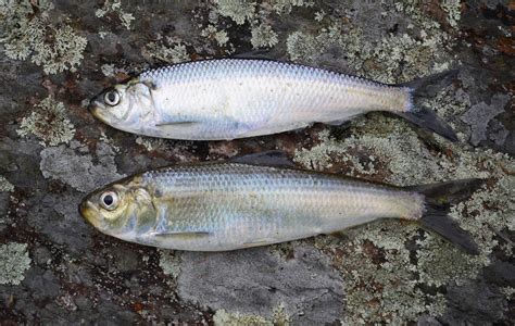 Virginia Tech Ichthyology Class : Clupeids From Freshwaters of Virginia ...