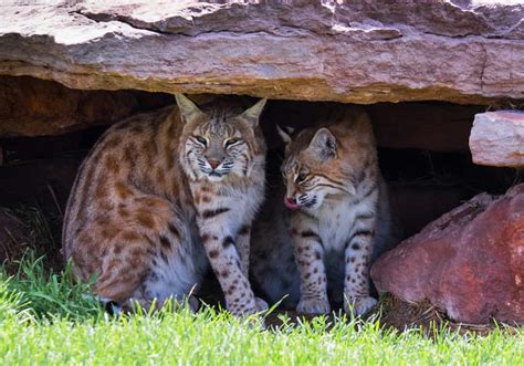 Bobcats In Washington State - A-Z Animals