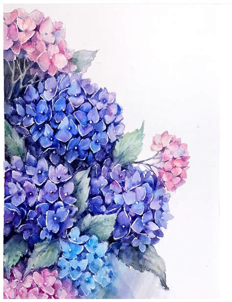 Watercolor hydrangea | Behance