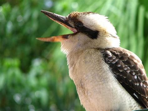 7 best images about kookaburra on Pinterest | Trees, Laughing and Stop ...