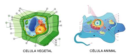 Célula animal y vegetal: diferencias | Ciencia y Biología