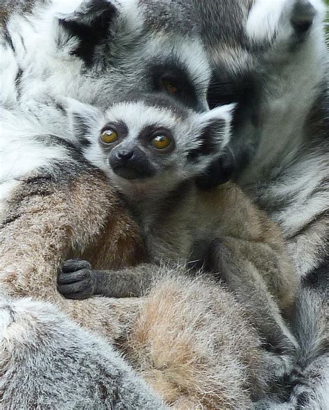 Baby Ring-tailed Lemur Photograph by Margaret Saheed - Fine Art America