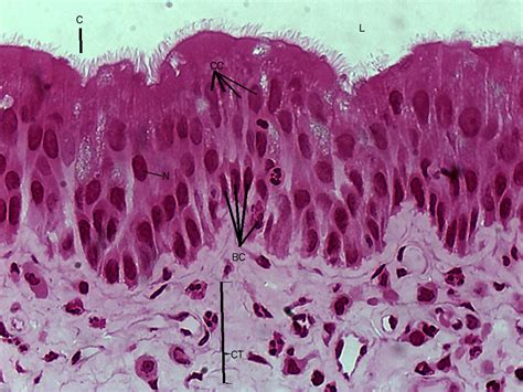 Bio Lab Objective Histology Of Epithelial Tissues Flashcards | The Best ...