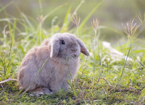 Holland Lop Rabbit | PetMD