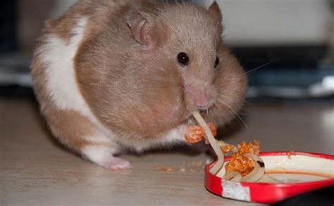 8 Hamsters Who Know They Shouldn't Be Eating Right Now