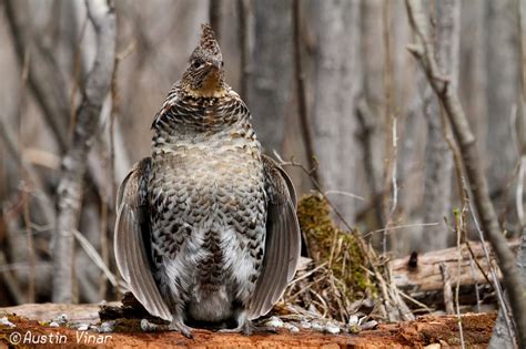 Ruffed Grouse Drumming