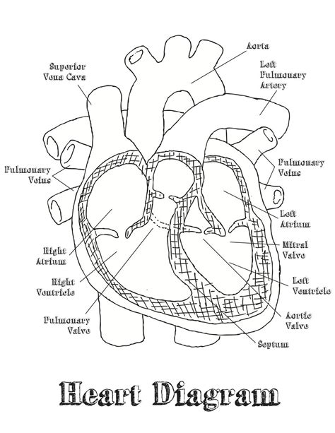 Human Heart Labeling Worksheet | Heart diagram, Heart coloring pages ...