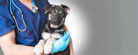 Animal Hospital | Palisades Veterinary Clinic | Washington DC