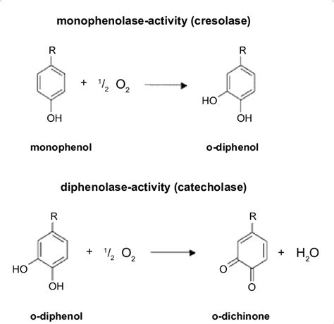 Reaction mechanism of tyrosinase. | Download Scientific Diagram